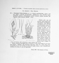 Cercospora violae-tricoloris image